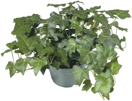English Ivy in Pot