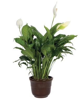 Peace Lilly Plant in Pot