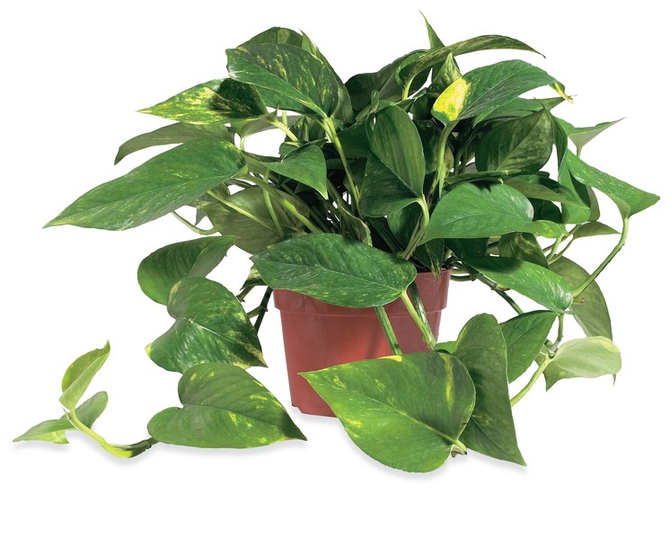 Pothos plant in pot
