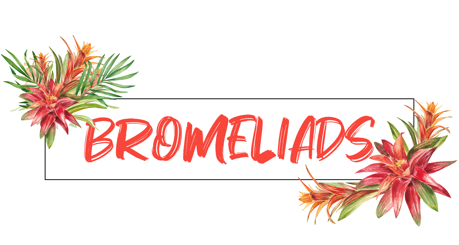 Bromeliads header