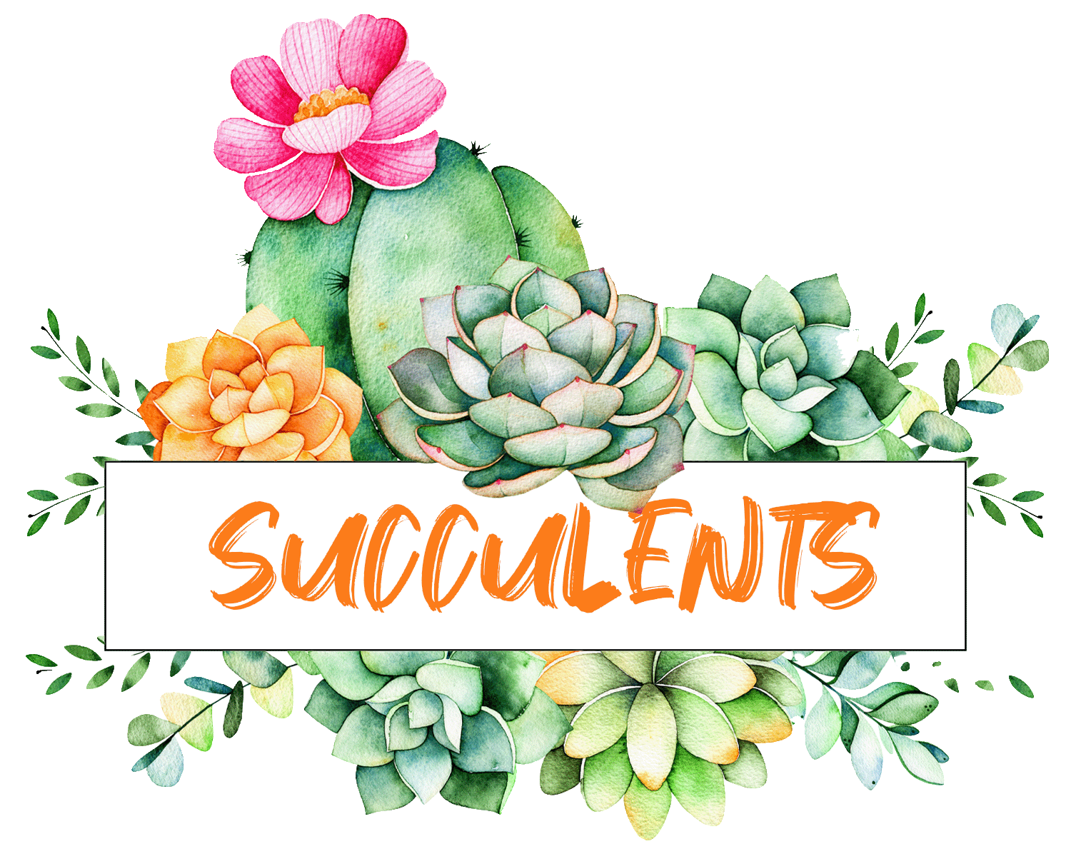Succulents header