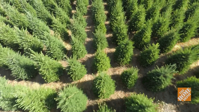 The Home Depot | Local Farms to Nearby Lots: The Life of a Home Depot Christmas Tree