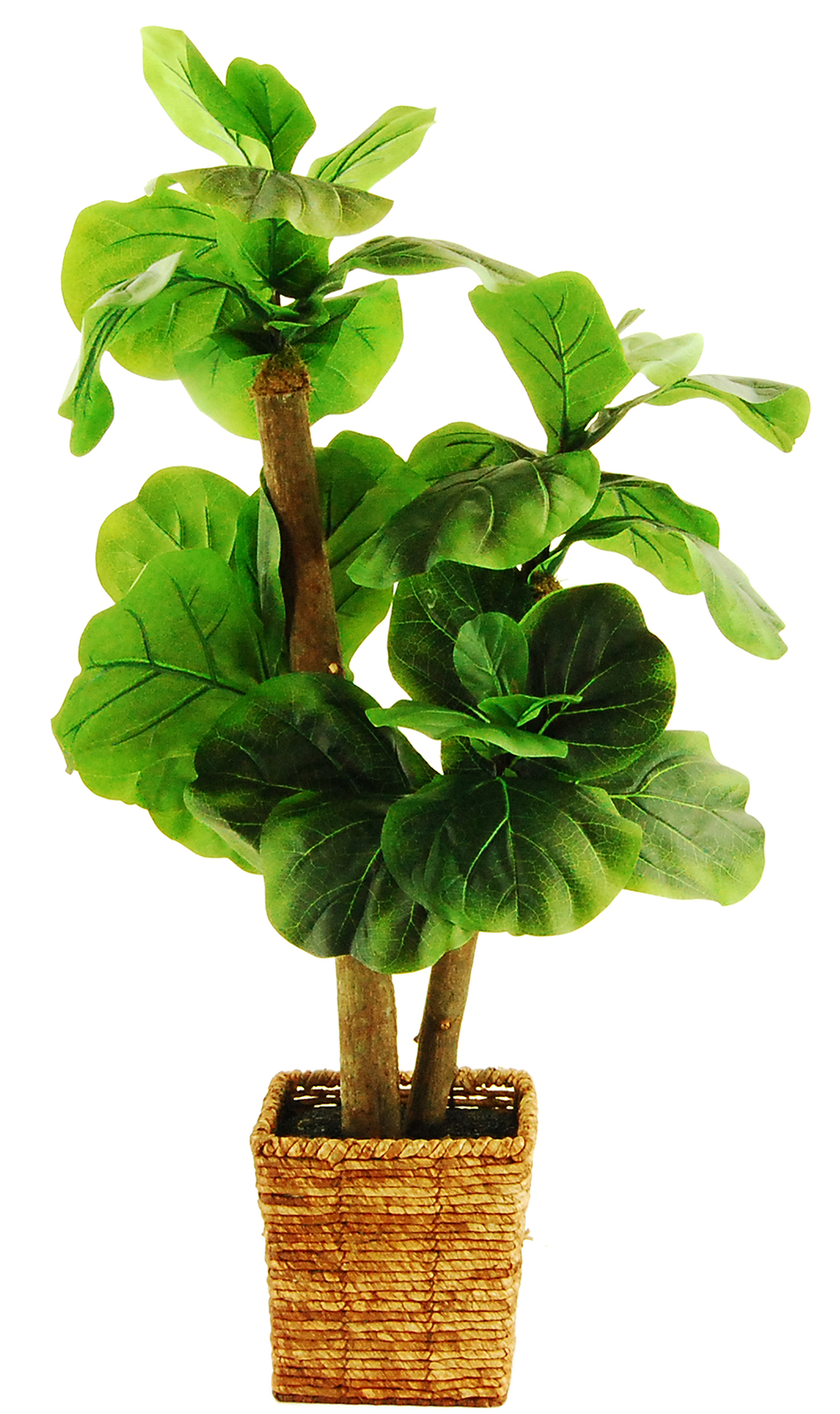 Fiddle Leaf Fig