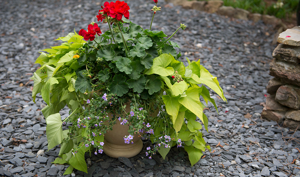 Plant arrangement