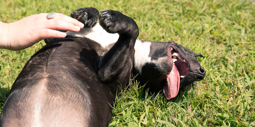 Dog laying in grass