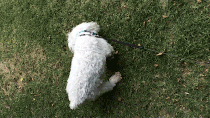 Buddy rolls in the grass