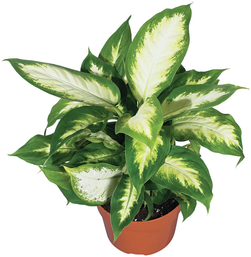 Bring Spring Green Indoors With 5 Easy Houseplants The Home Depot 