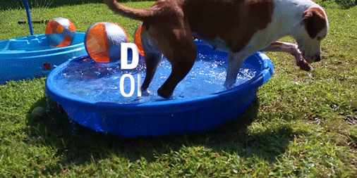 Dog in baby pool