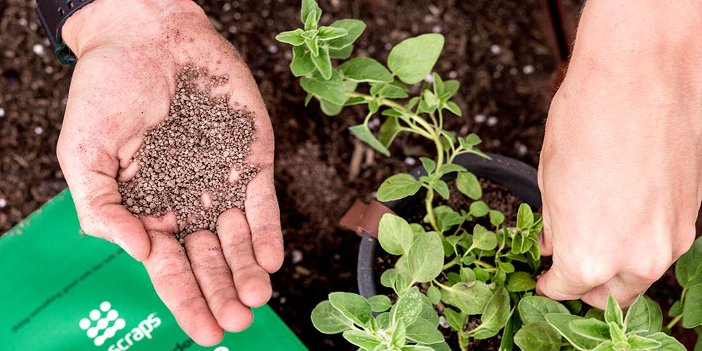 Feed plants with fertilizer and potting soil