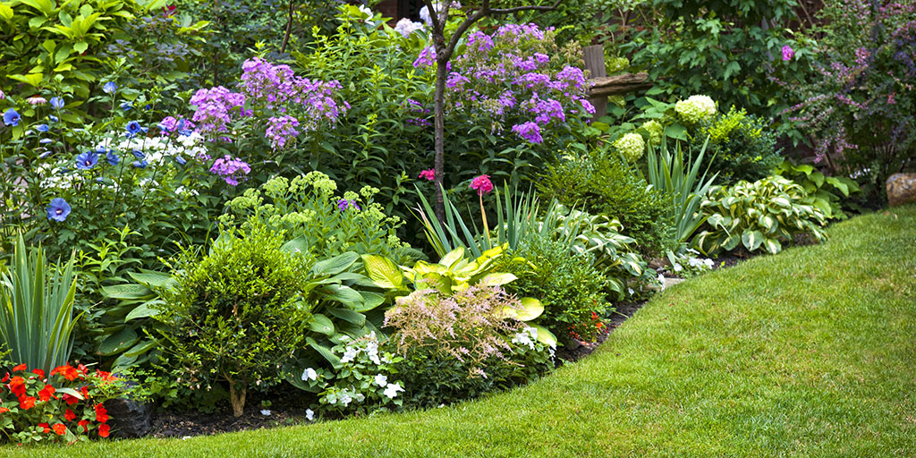 Backyard garden