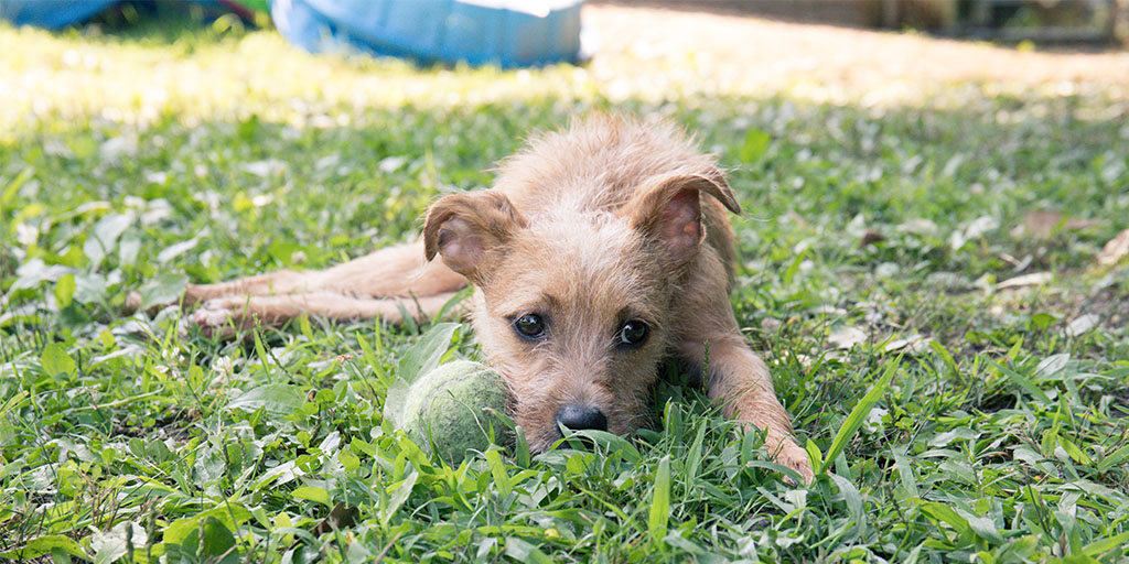 Dog laying in grass