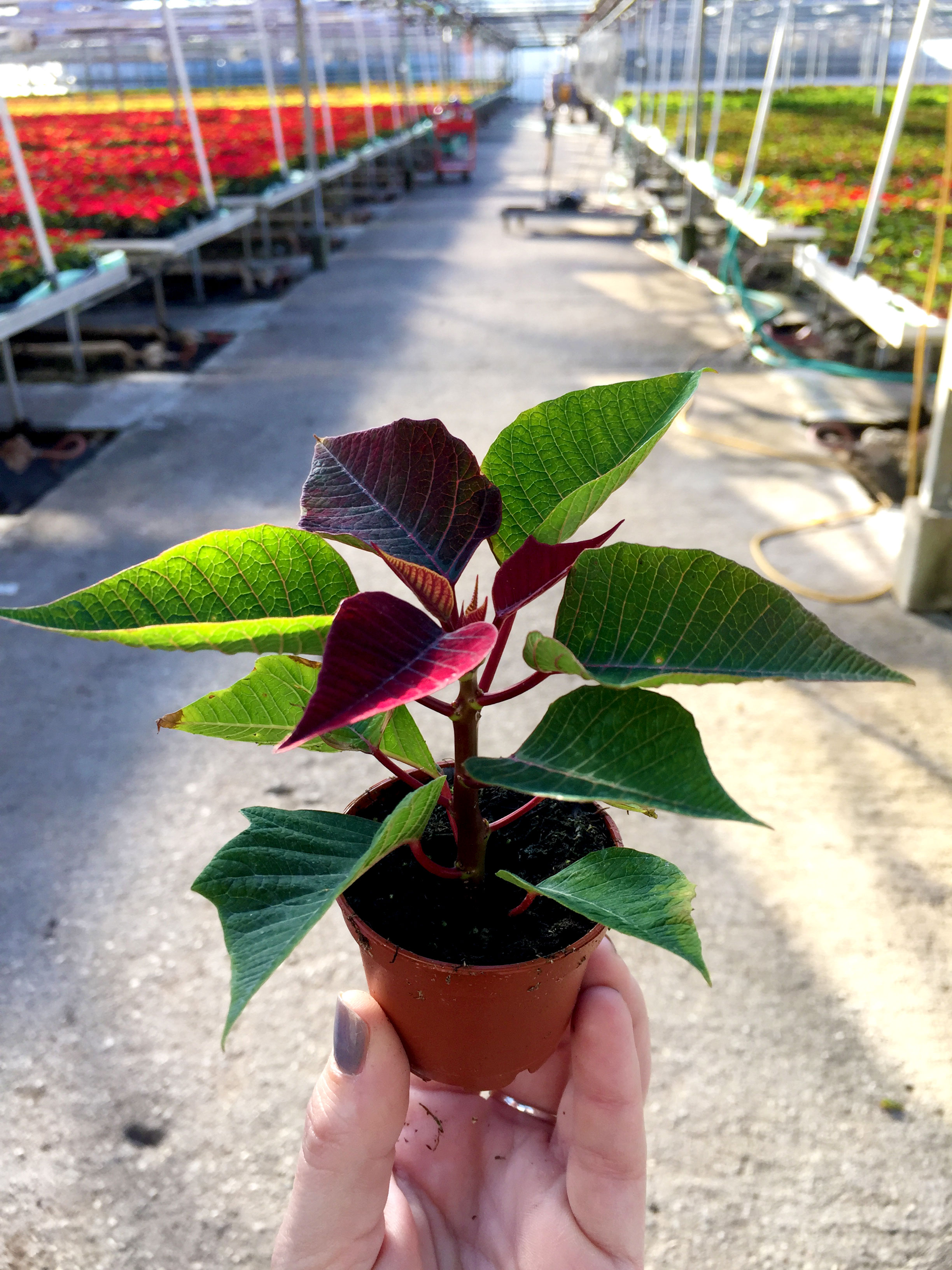 Young poinsettia plant
