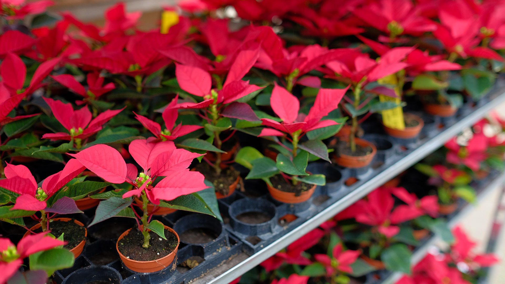 Potted poinsettias