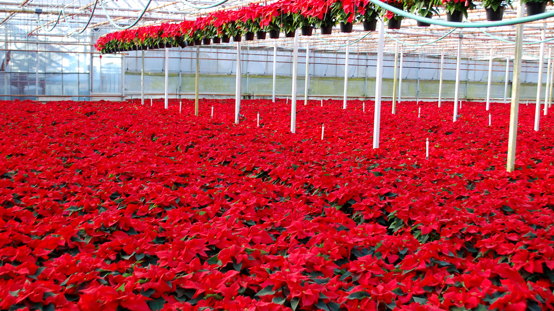 Poinsettias growing in Weiss Greenhouse