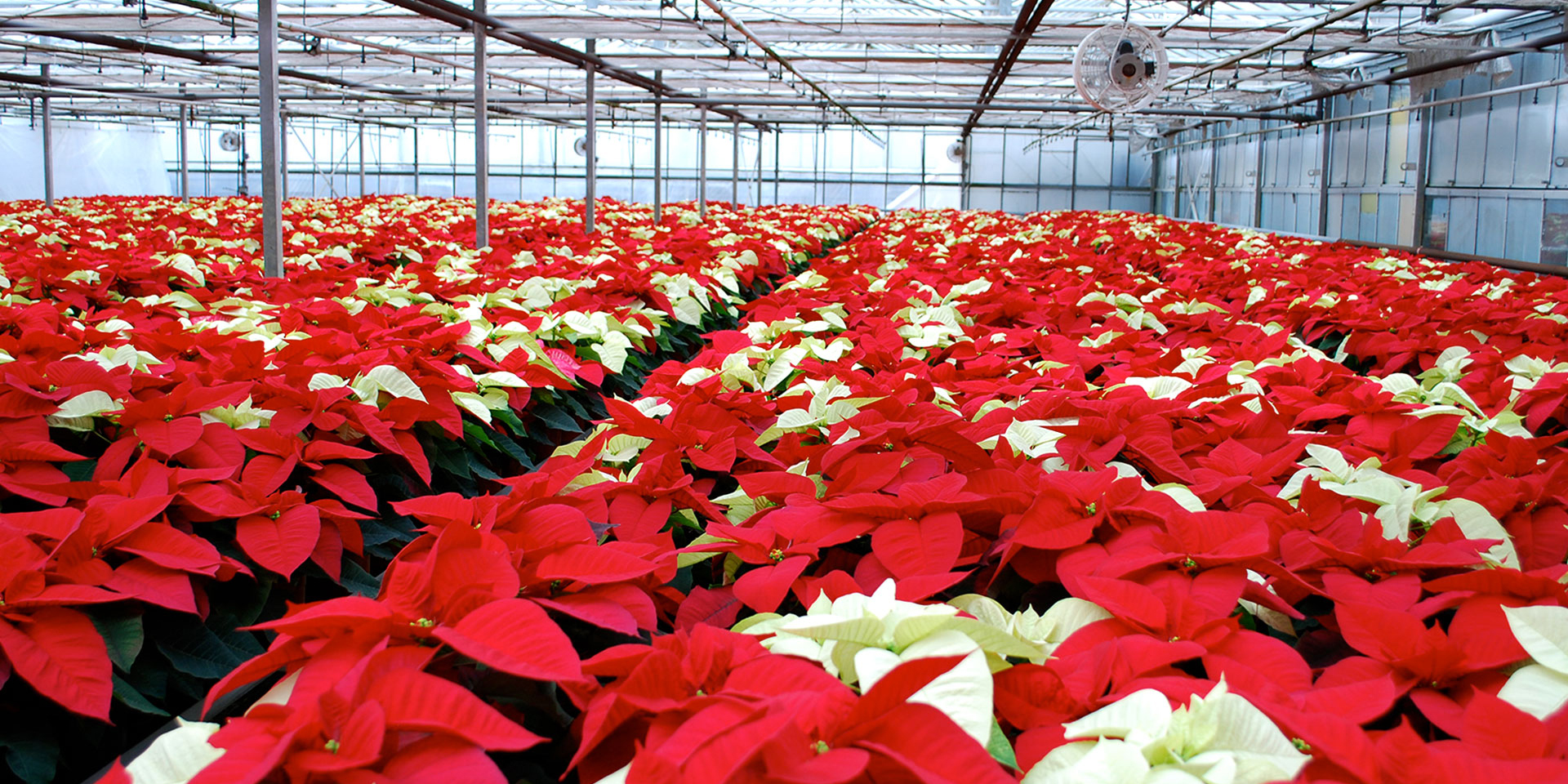 Poinsettias growing in Weiss greenhouse