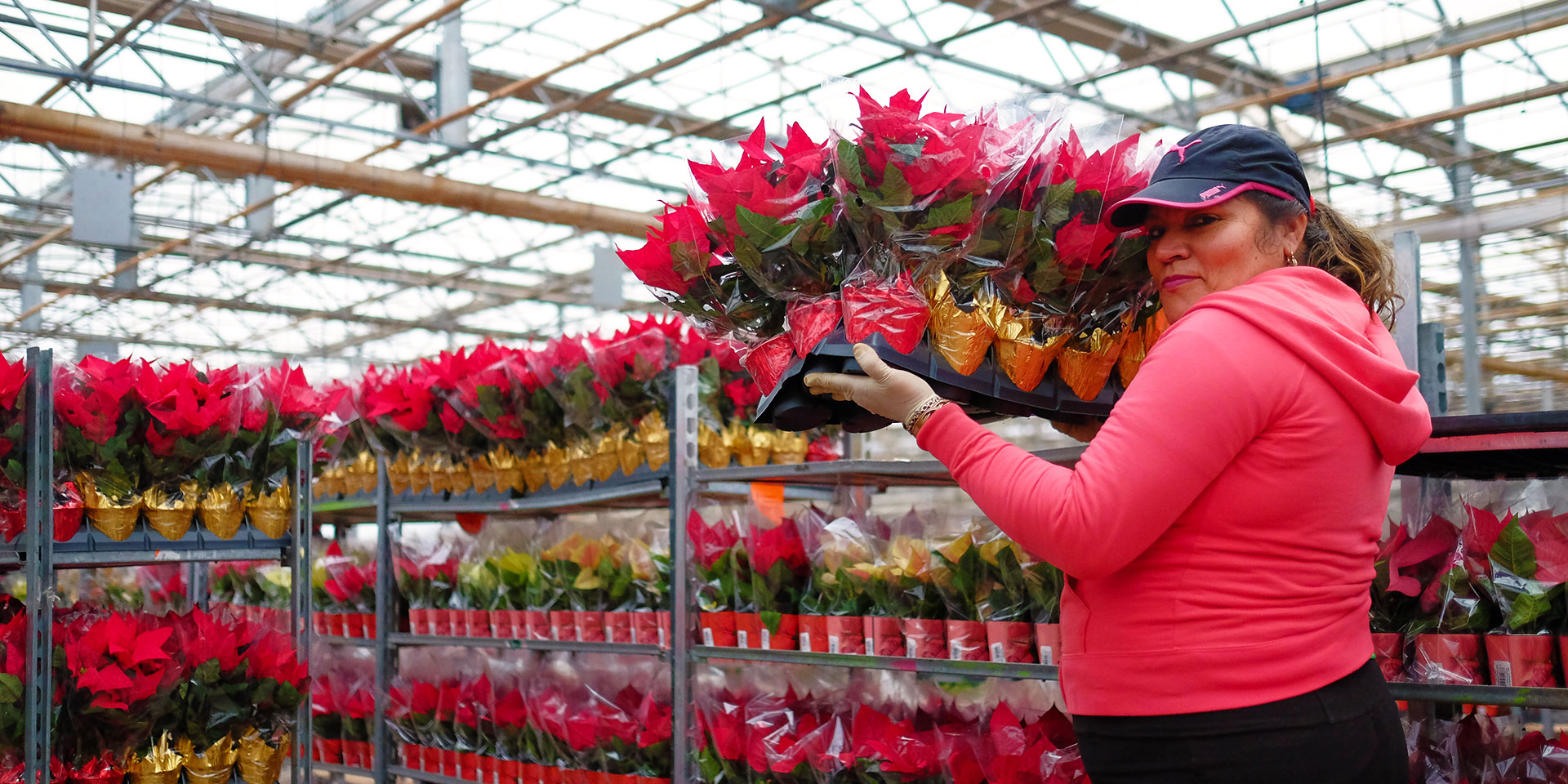 Weiss employee carrying poinsettias