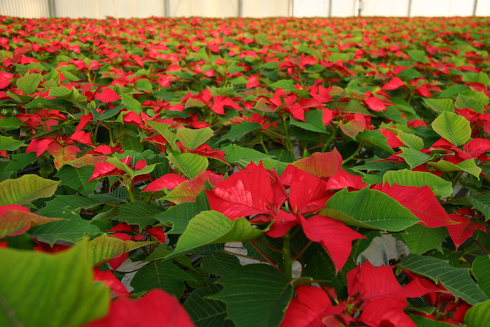 Not all poinsettias are red. Bell Nursery grows about 20 different 