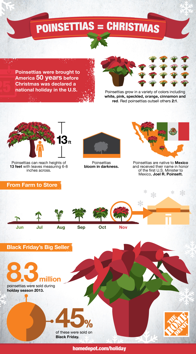 poinsettias infographic