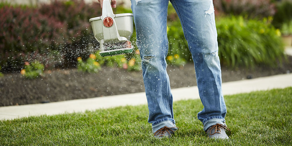 Seeding your lawn