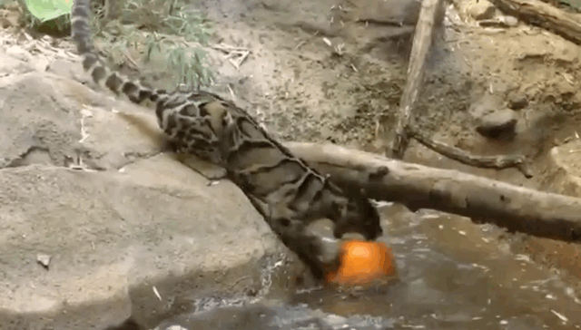 Big cat playing with pumpkin
