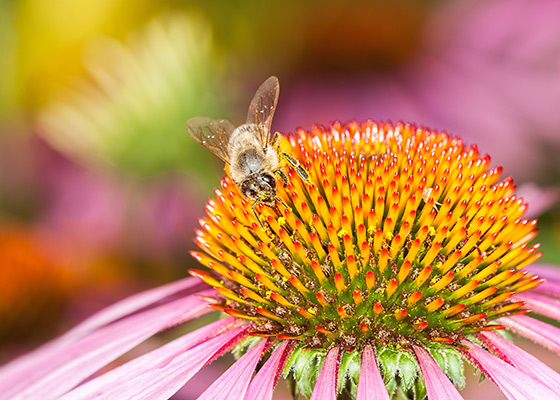 Bee on bright flower