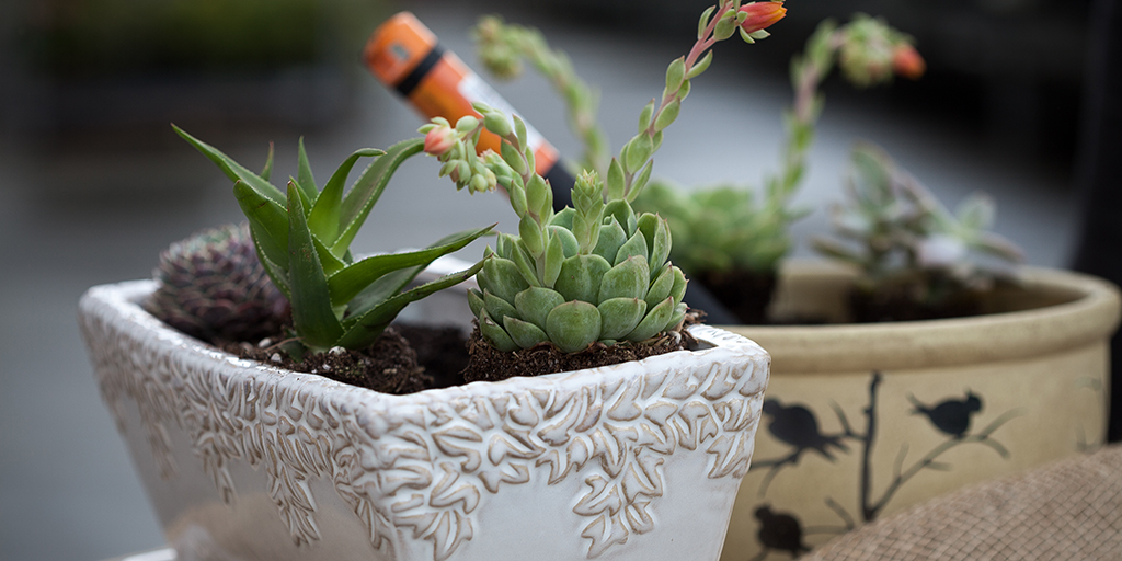 Succulent planters