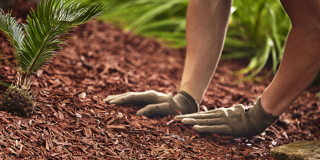 Mulch helps plant health