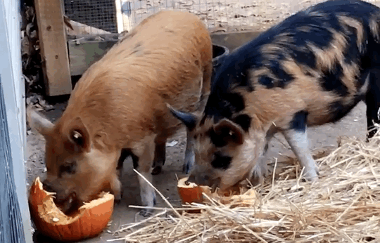 Pigs eating pumpkins