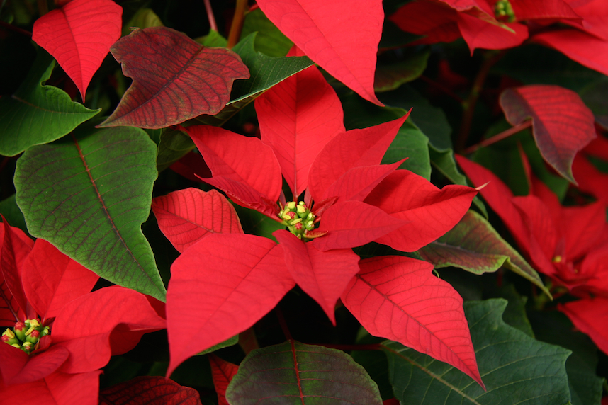 the legend of the poinsettia read online