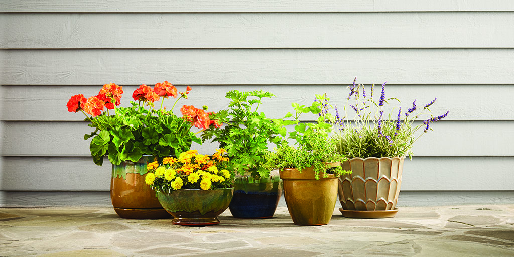 Potted plants