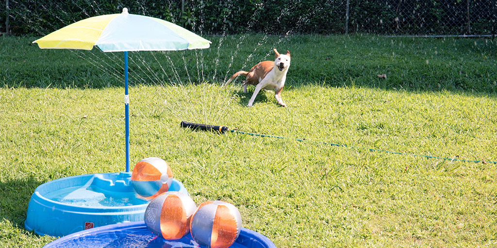 Dog playing in sprinkler