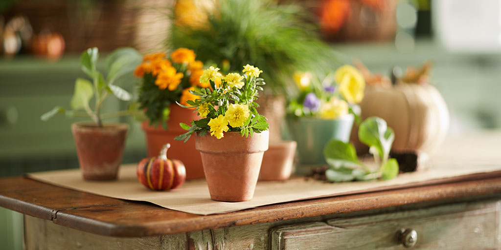 Potted plants and pumpkins