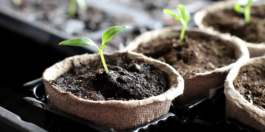 Vegetable garden sprout