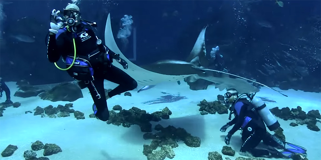 Veterans diving at the Georgia Aquarium