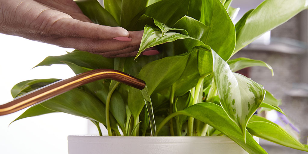 Watering a plant