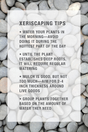Xeriscaping Tips