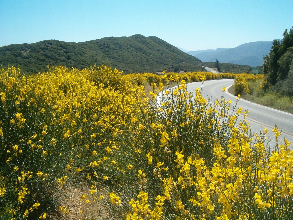 Invasive Plants in California (Photo Credit: Matthew Cohen)