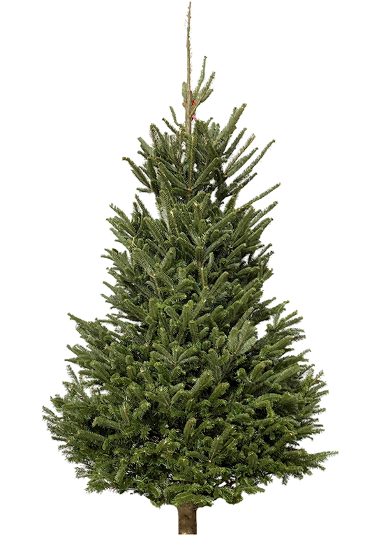 Fir Tree