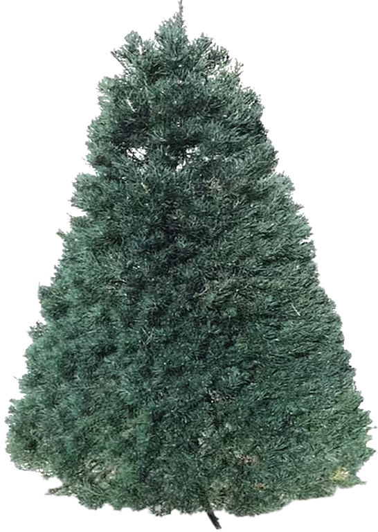 Pine Tree