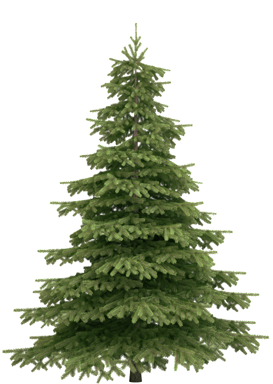 Spruce Tree