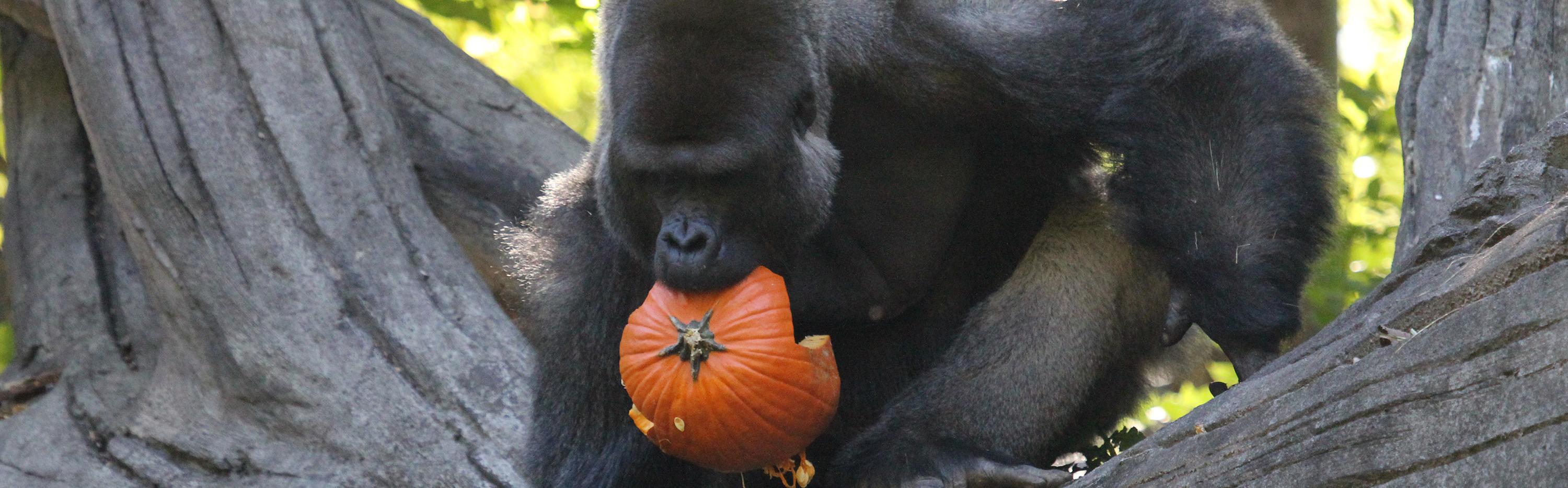 Gorilla carries pumpkin in his mouth