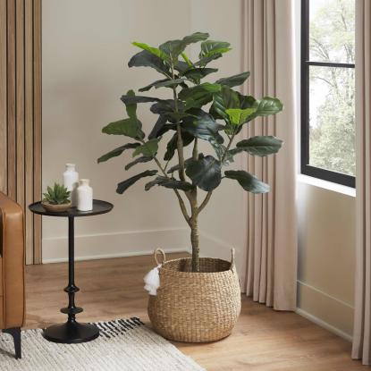 A fiddle leaf plant in a home