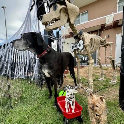 Skelly Dog and Great Dane