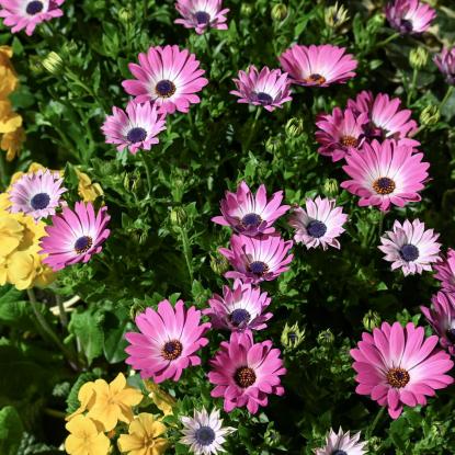 Flowers1