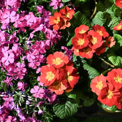 Flowers2