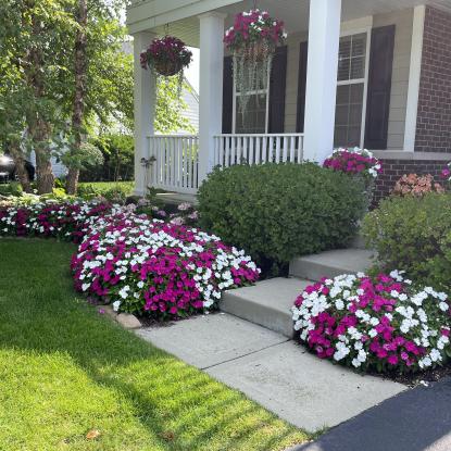 Front yard full of flowers