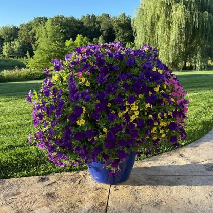 Pot of blooming flowers