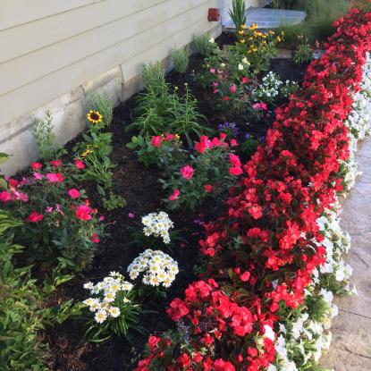 Flowers on the side of a house