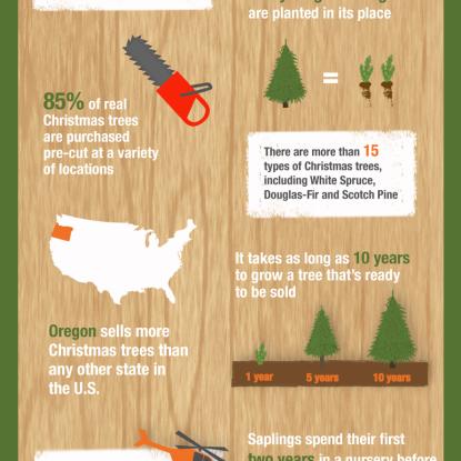 Christmas Tree 101 Infographic