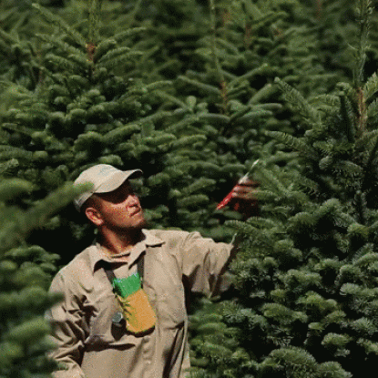 Holiday Tree Farm: Christmas Trees